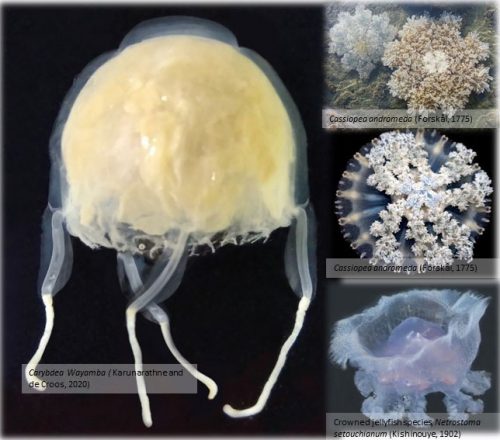 Wayamba University Discovers The First Ever New Jellyfish Species in ...