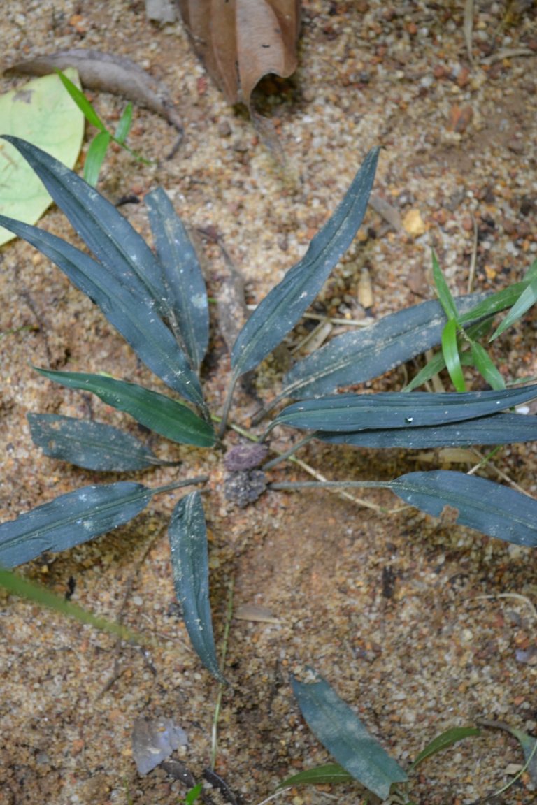 “Lagenandra wayambae” Discovered by Wayamba University